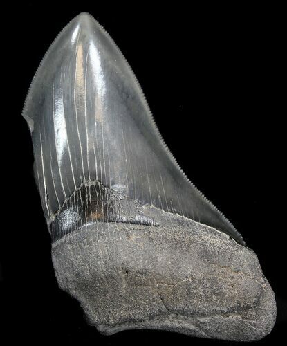 Partial, Serrated Megalodon Tooth - Georgia #41571